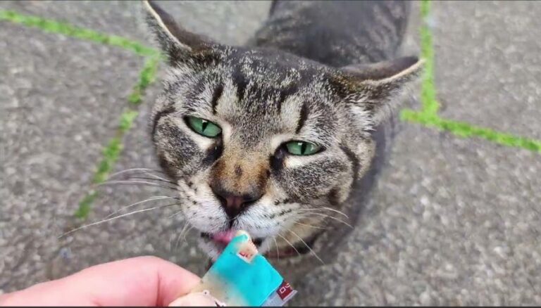 Riverfront Cats, Downtown Miami: Are Churu Treats Healthy?