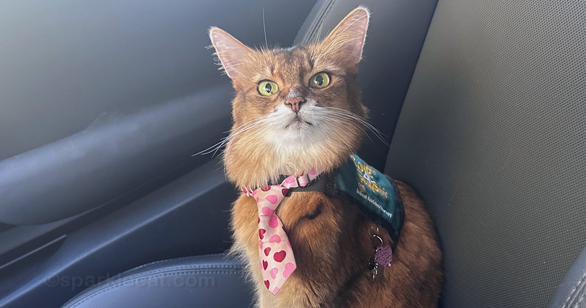 Last Therapy Cat Visit of 2025