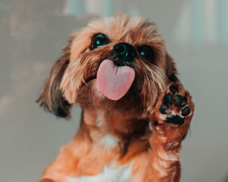 20 Best Dog Paw Cleaners