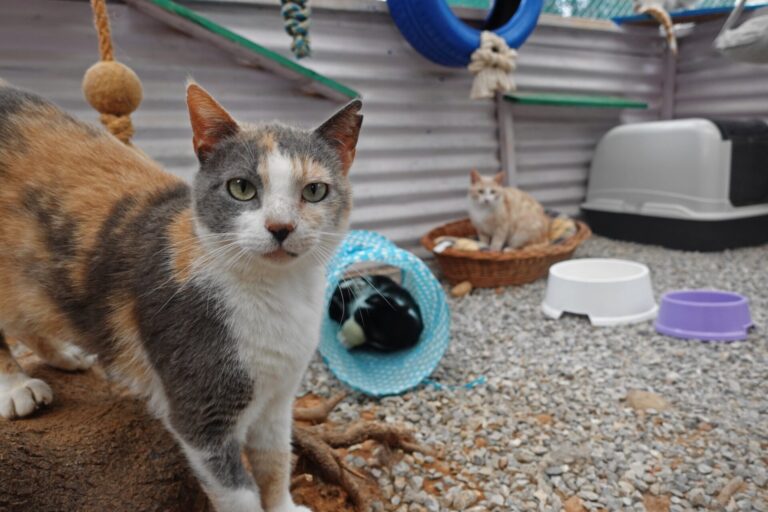 Gouves Animal Shelter Crete: a unique experience near Heraklion