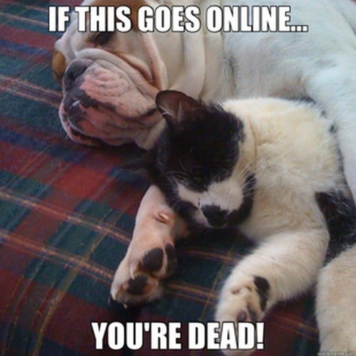 25 Cat Friendly Dogs