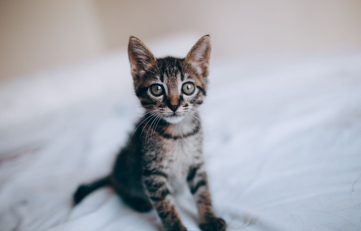 Cat Breathing Fast – What It Means and When You Should Worry