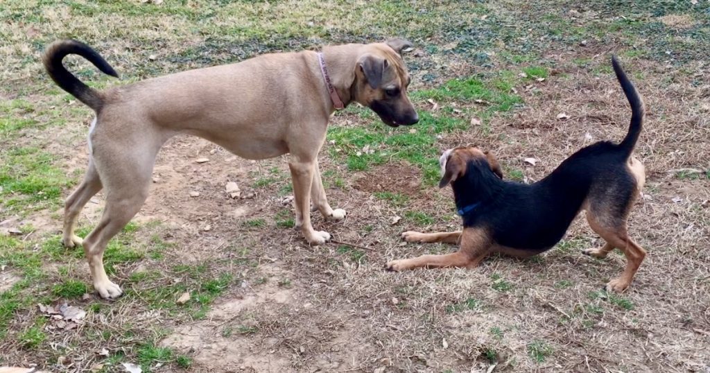 “Cures” for Dog Anxiety: Why Is Lying Down the Goal?