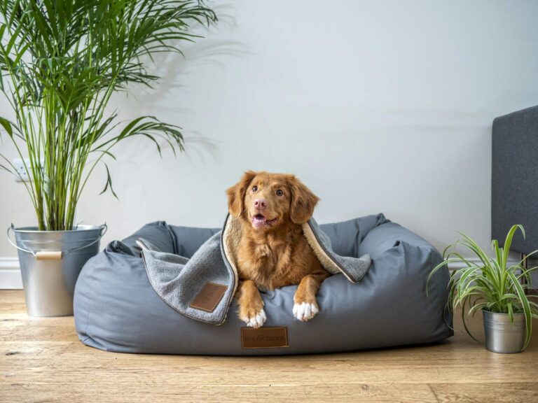 How Long Can a Dog Safely Go Without Pooping? Vital Insights