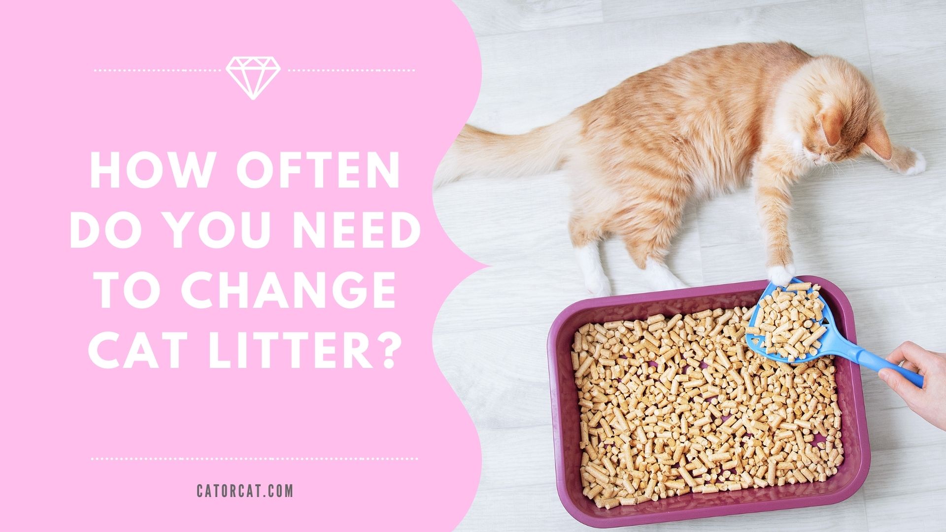 How Often Do You Need to Change Cat Litter?