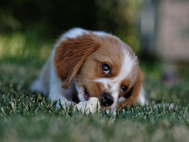 How To Firm Up Dog Poop Naturally