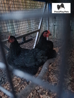 How To Introduce Hens To A Small Suburban Flock – Pressplay Pets