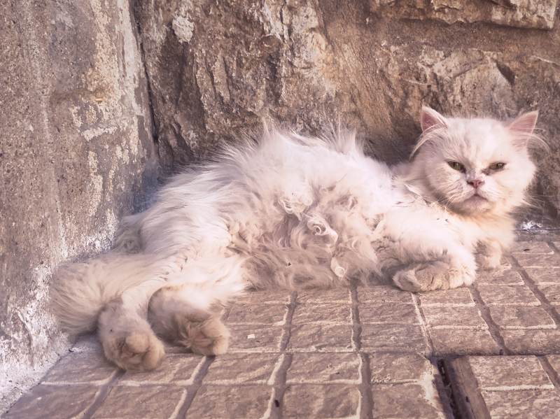 How to Tell If a Cat Is Pregnant