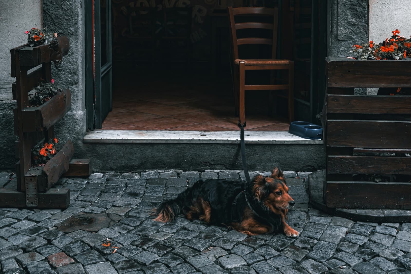 Leaving Your Dog Outside a Shop