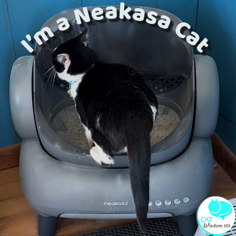My Cat’s Winter Enrichment Toy |