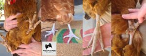 My Chicken Fractured Her Leg! – Pressplay Pets