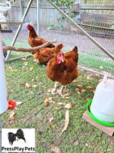 My Chicken Is Moulting! – Pressplay Pets