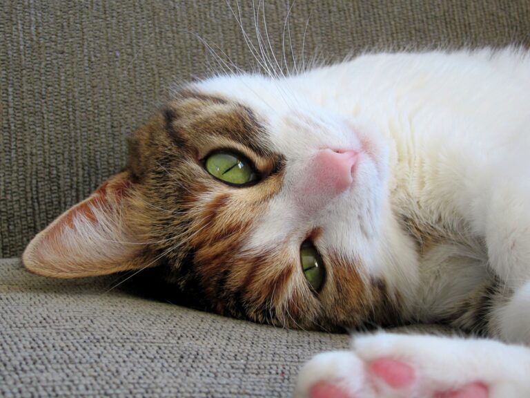 Safety and Protection Checklist for Cats