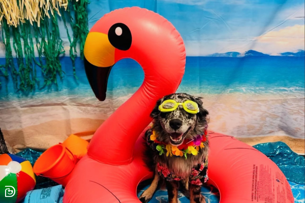 Spring Break Activities at Dogtopia