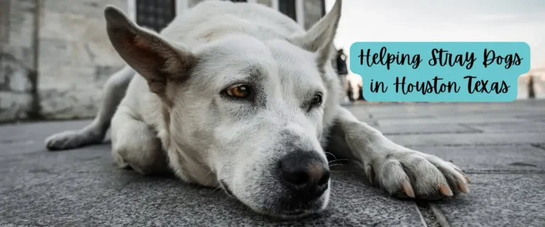 Stray Dog in Houston – How to Get Help