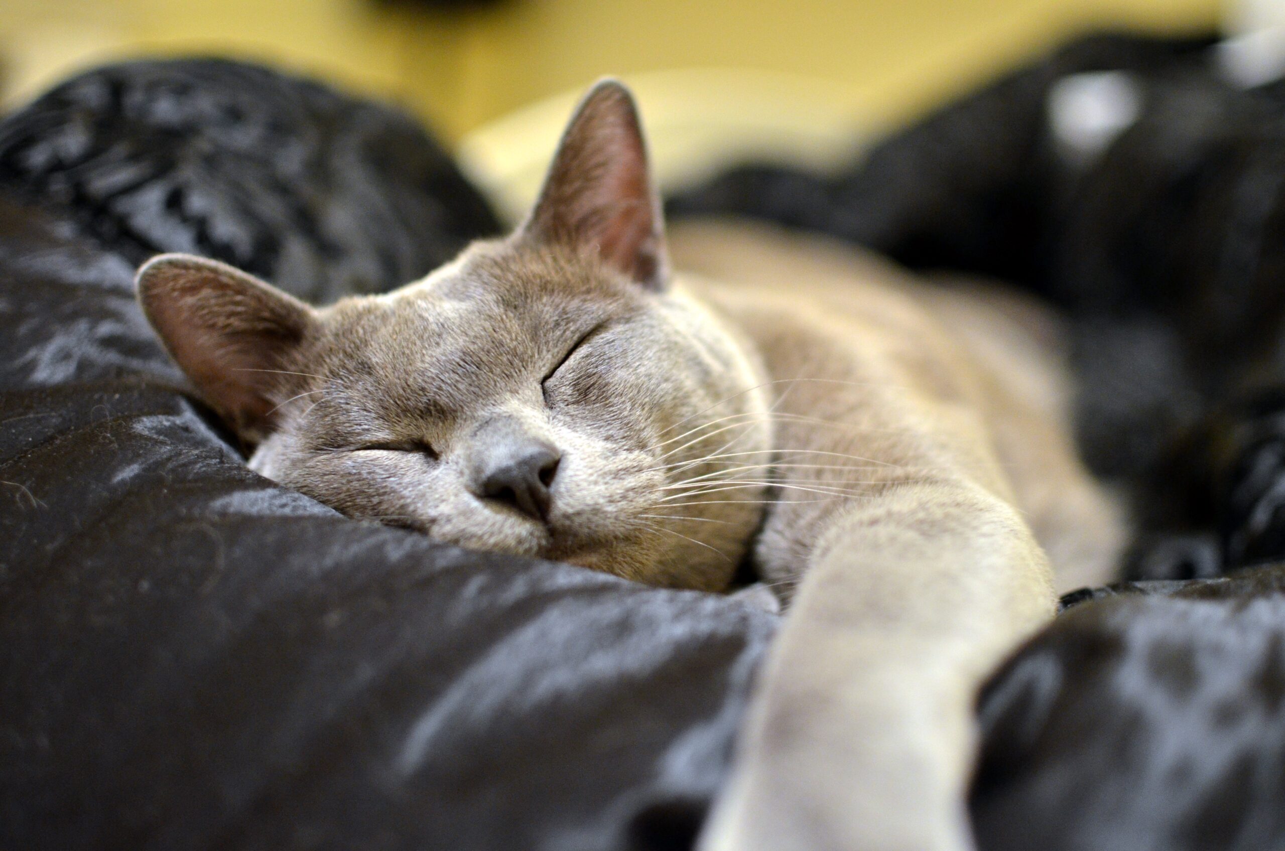 Ten Breeds You Should Consider if You’re Looking For a Loving Cat