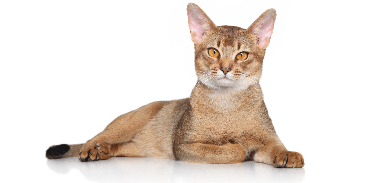 The Rarest Cat Coat Colors And Patterns