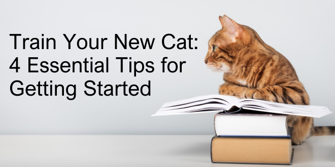 Train Your New Cat: 4 Essential Tips for Getting Started