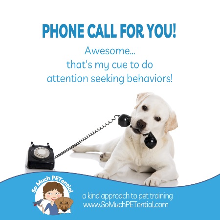 Training Plan For Better Dog Manners During Your Calls |