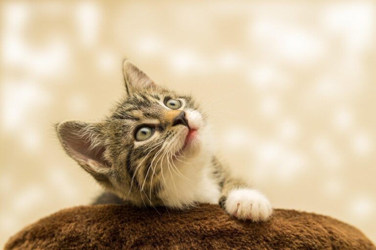 Understanding Important Sick Cat Body Language Signs