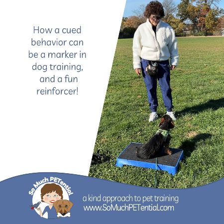Using Cues And Markers To Be A More Effective Dog Trainer |