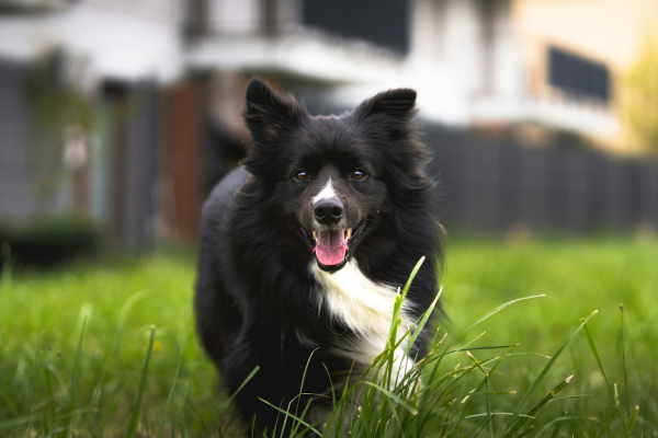 Ways to Keep Your Pup Active This Spring