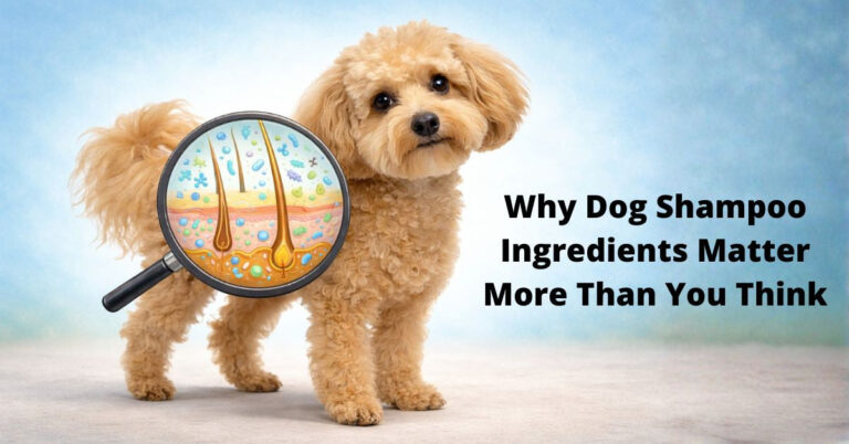 Why Dog Shampoo Ingredients Matter for Skin and Microbiome Health
– 4-Legger