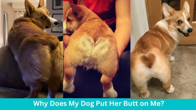 Why does my dog put her butt on me?