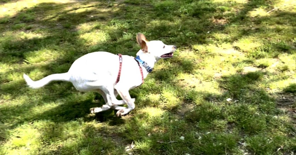 Zoomie Contest Results: Lewis Was Running Away from Poop