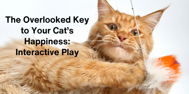 The Overlooked Key to Your Cat’s Happiness: Interactive Play