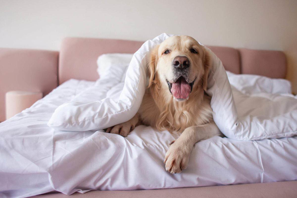8 Morning Habits That Can Make Your Dog Happier All Day