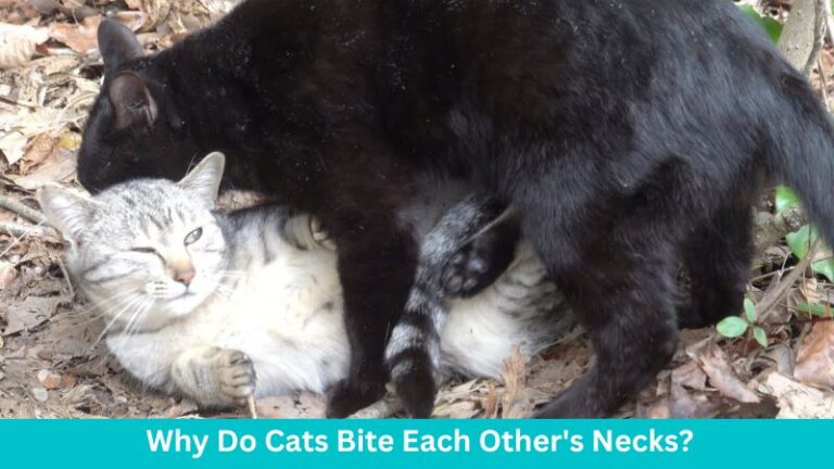 Why do cats bite each other’s necks?