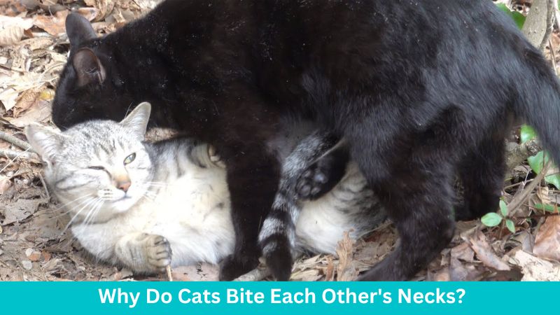 Why do cats bite each other’s necks?