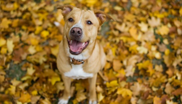 500 Nature Inspired Dog Names