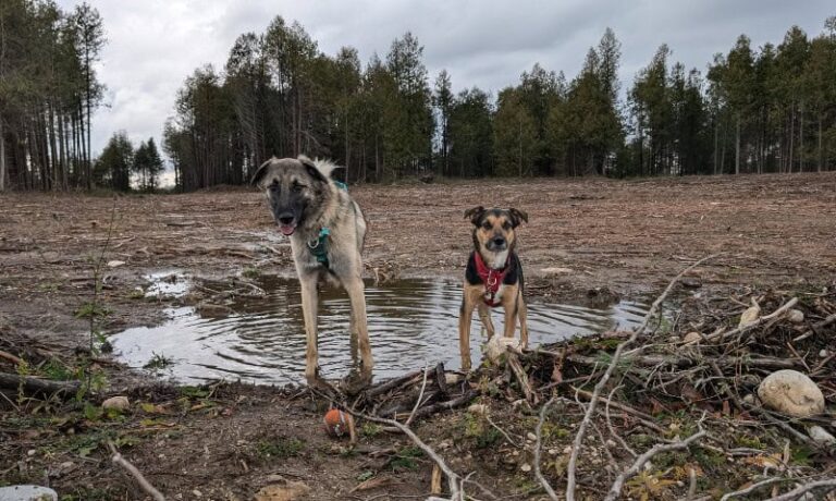 Spring Rain and Muddy Paws: Keeping Your Home Clean this Spring