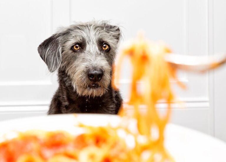 Why Is My Dog Acting Starving All Of A Sudden?
