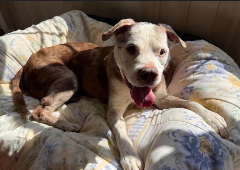 March 2026 DDR Rocker Puppy-Dog Rescue Sponsorship Recaps – Deaf Dogs Rock