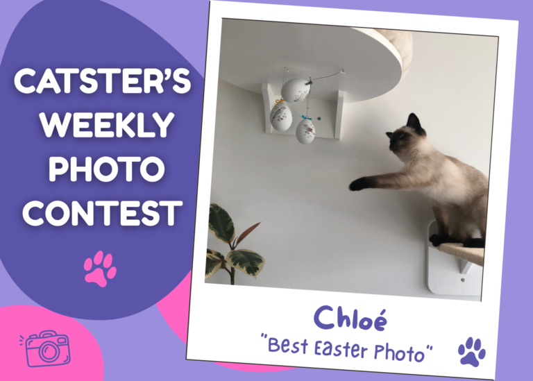 Catster’s Weekly Photo Contest Winners: Best Easter Photo (April 9, 2026)