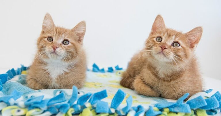 Feline Rescue Cat Tales: Adopt in pairs!