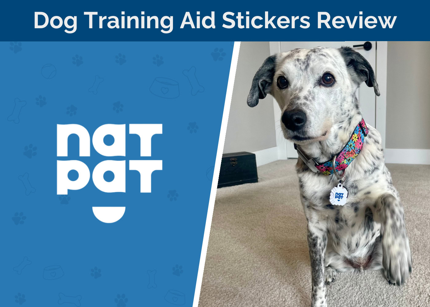 NATPAT Dog Training Aid Stickers Review 2026: The Easiest Way to Get Your Pup to Focus