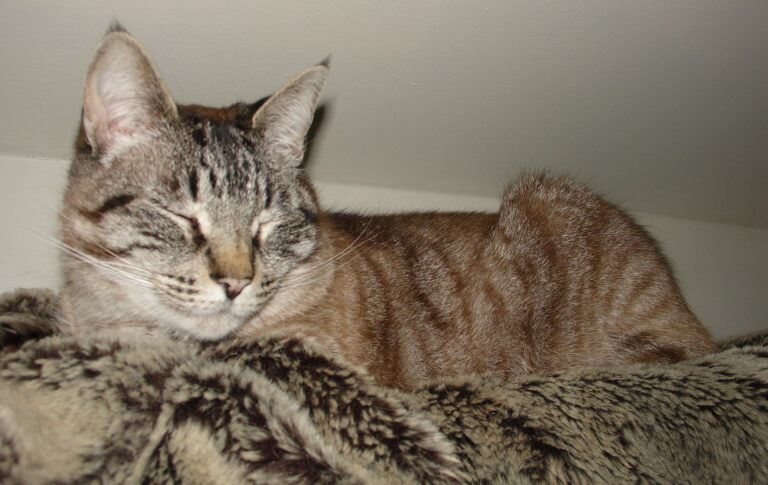 The Importance of Annual Physical Exams for Cats