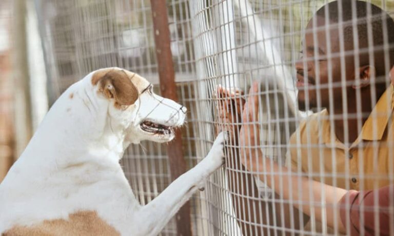 10 Questions to Ask Before Adopting a Rescue Pet