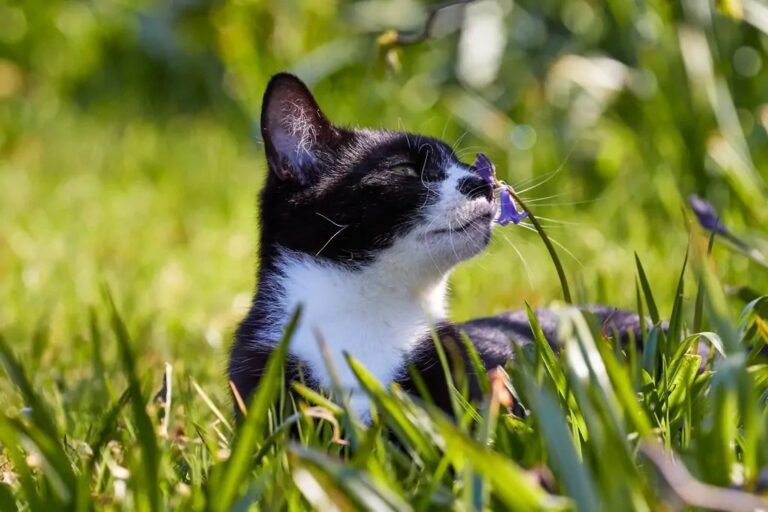 Easter Pet Safety Tips: How to Protect Dogs, Cats, and Rabbits from Seasonal Hazards