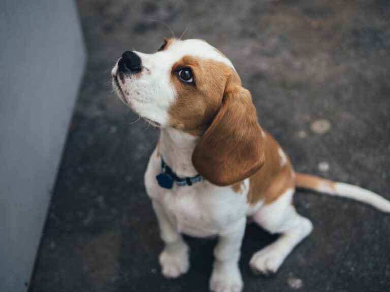 Beagle Growth Chart – Find Out Your Beagle’s Size and Weight