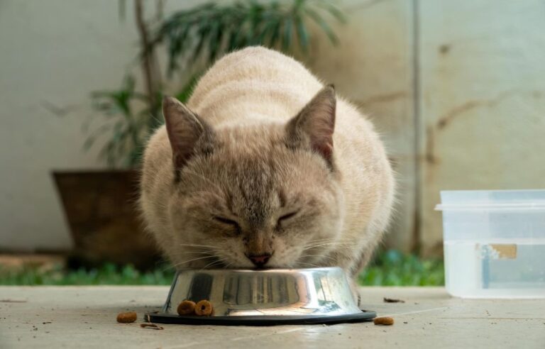 Why Is My Cat Not Eating? Causes, Signs & What To Do Fast