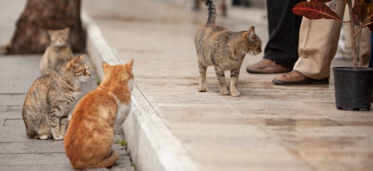 Understanding the Growing Phenomenon of Feral Cats in Cities