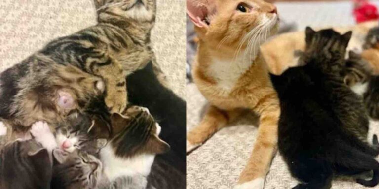 Mother Cats Rescued Separately But Find Each Other One Day and Decide to Raise Their Kittens Together