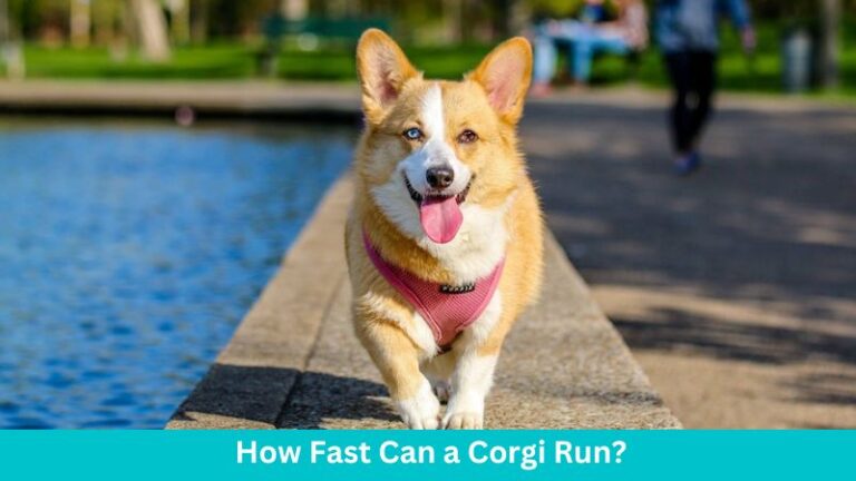How fast can a corgi run?