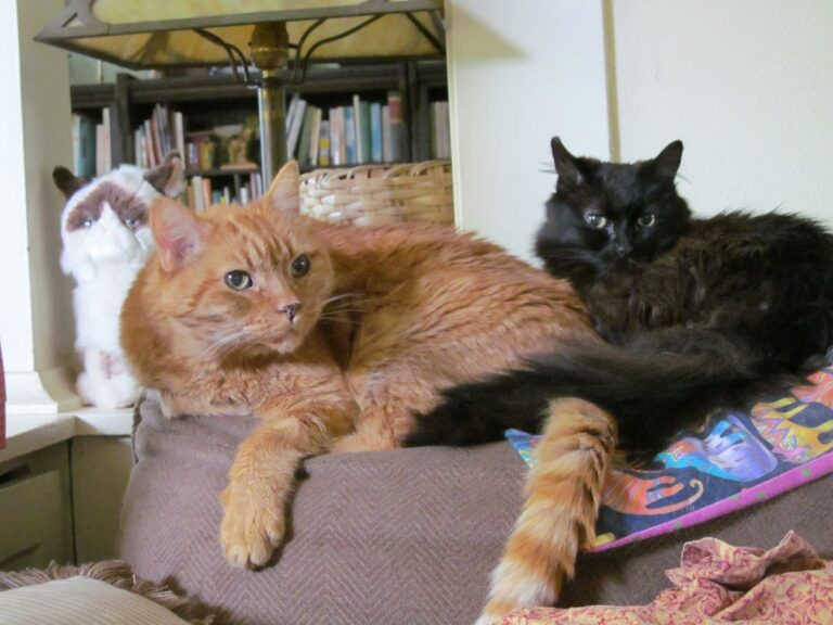 HAPPY CAT LADY DAY 2026!