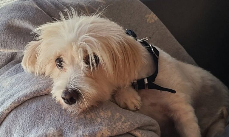 5 Perks of Fostering a Dog*